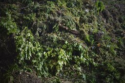 Green Waste 처리 후